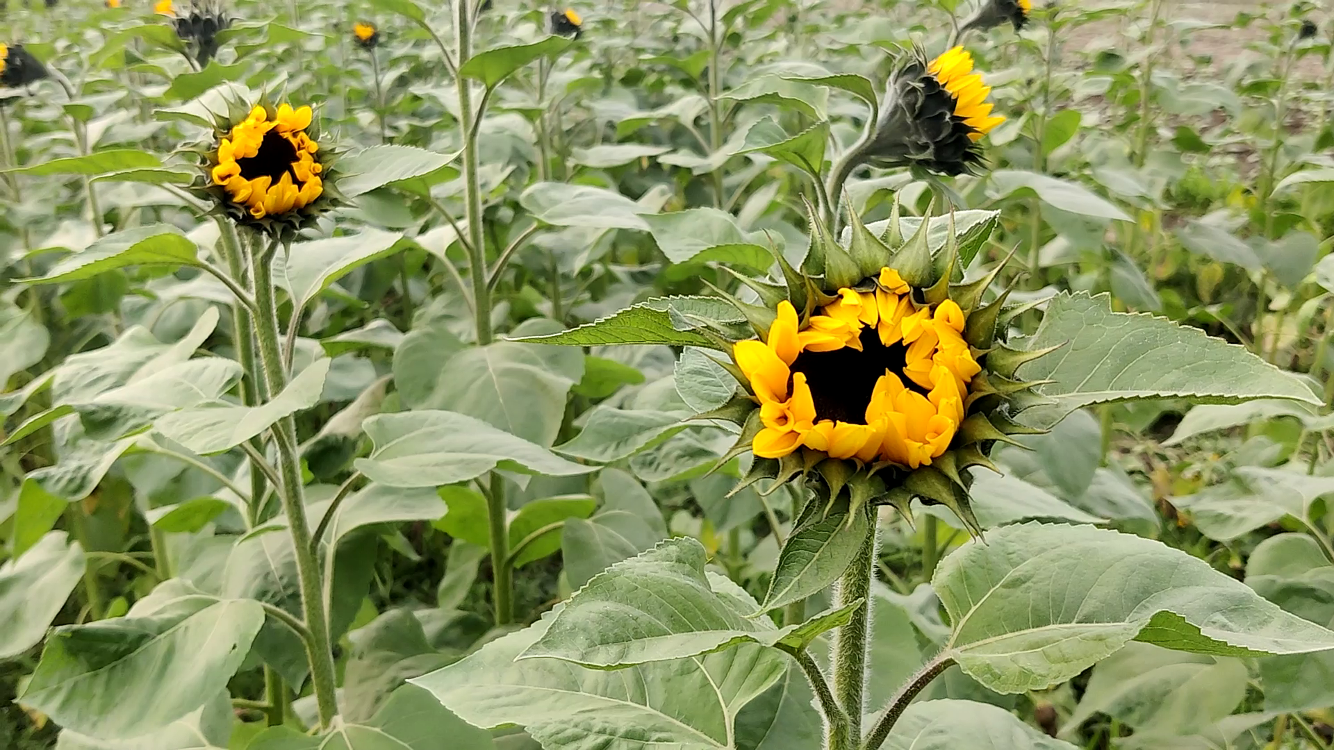 Sunflower cultivation in Faridabad