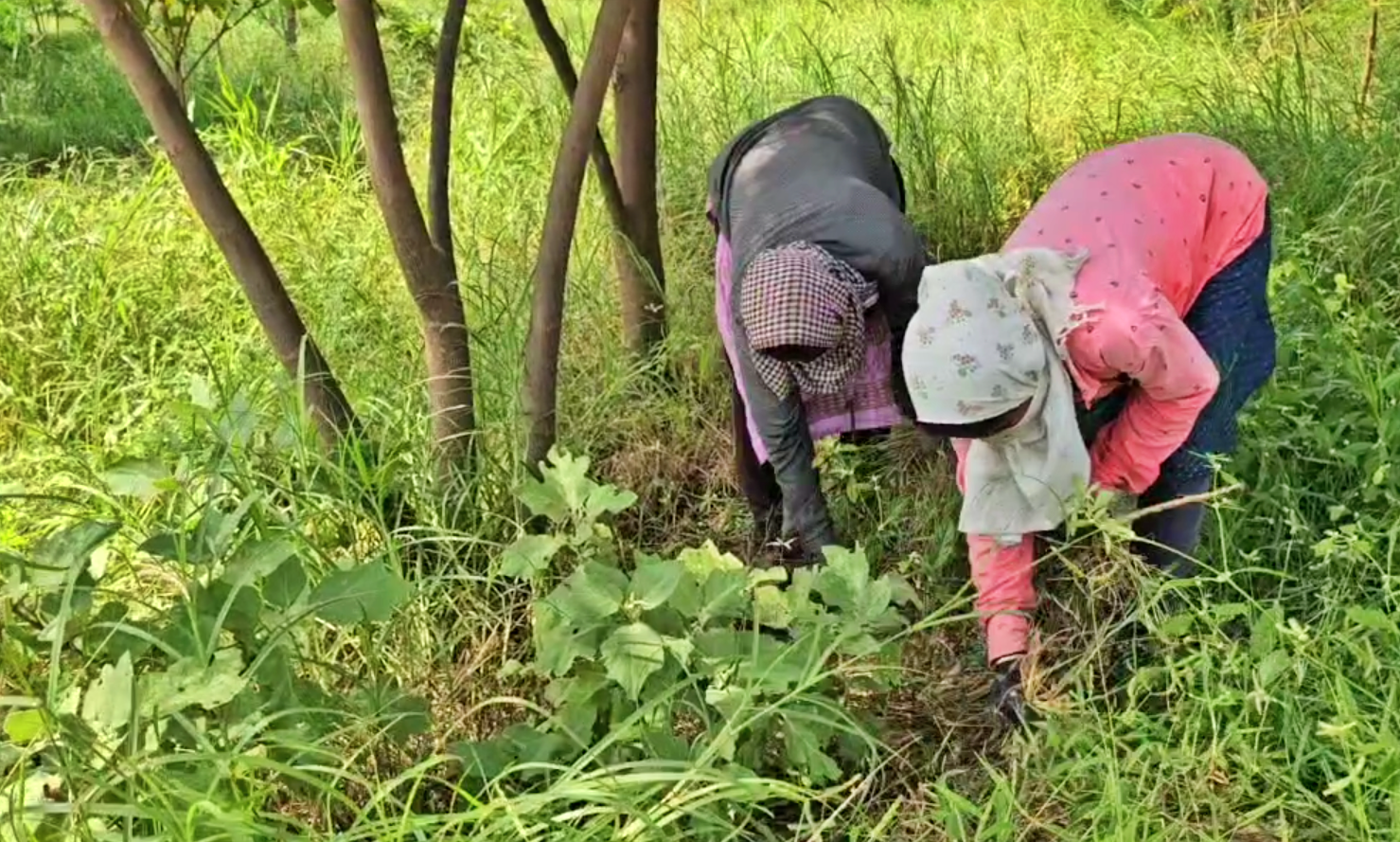பராமரிப்புப் பணியில் ஈடுபட்டுள்ள மாநகராட்சி ஊழியர்கள்