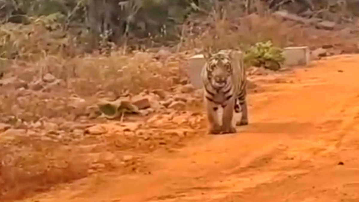 Tiger Spotted In Kaimur