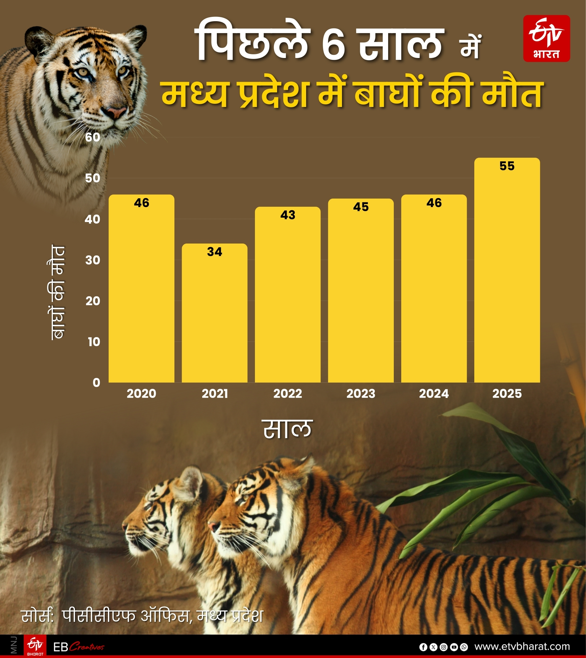 MADHYA PRADESH TIGER DEATHS