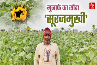 Sunflower cultivation in Faridabad