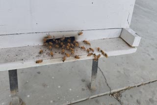 CCSHAU scientist OP Choudhary has been granted a patent by the Central Government for developing a multipurpose dispenser for beehives