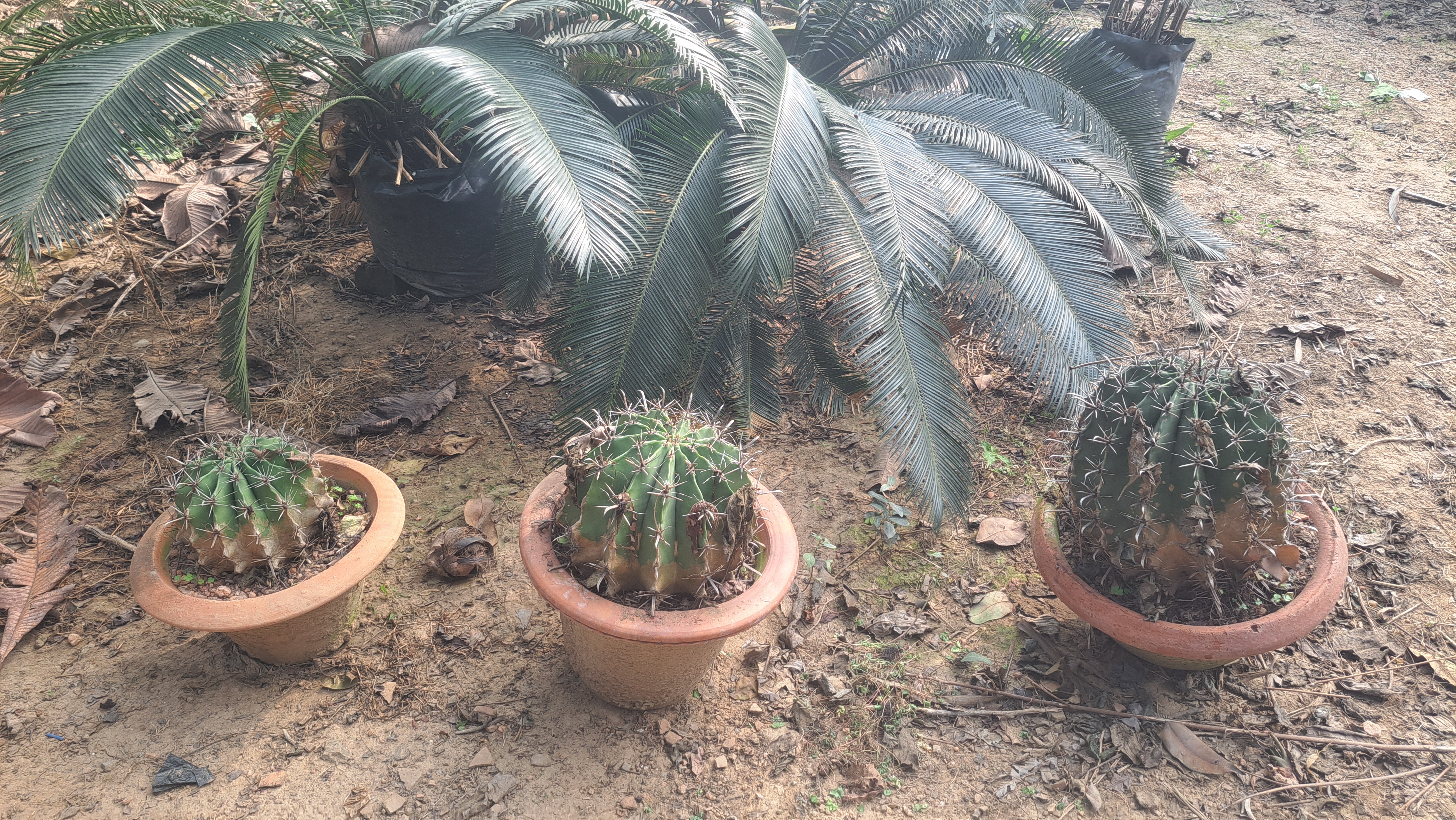 PLANT GROWS ONE INCH EVERY 20 YEARS