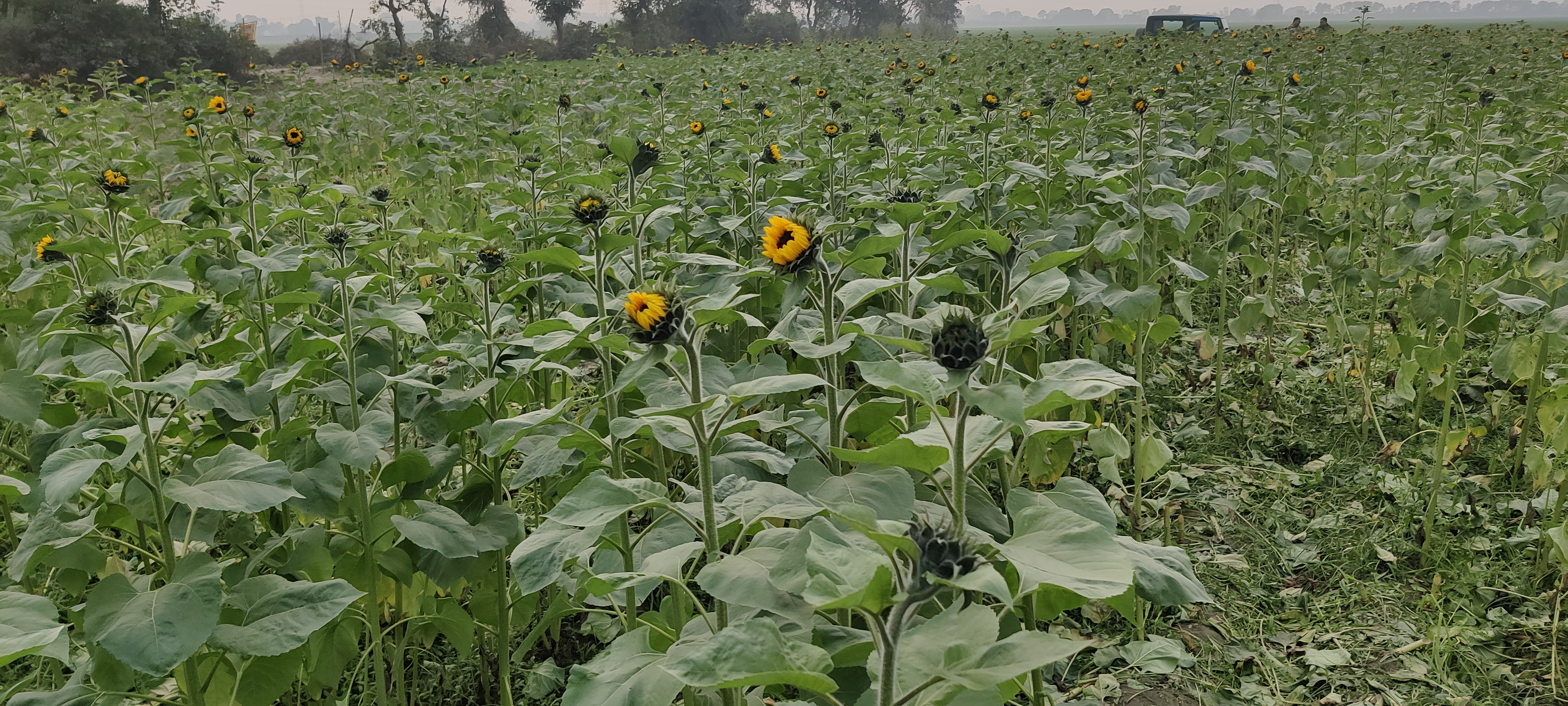 Sunflower cultivation in Faridabad