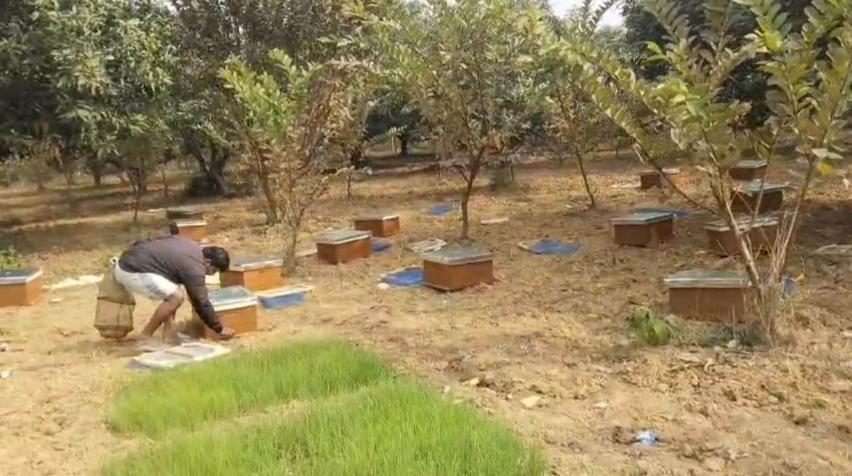 BEEKEEPING IN DEOGHAR