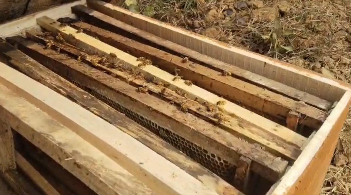 BEEKEEPING IN DEOGHAR