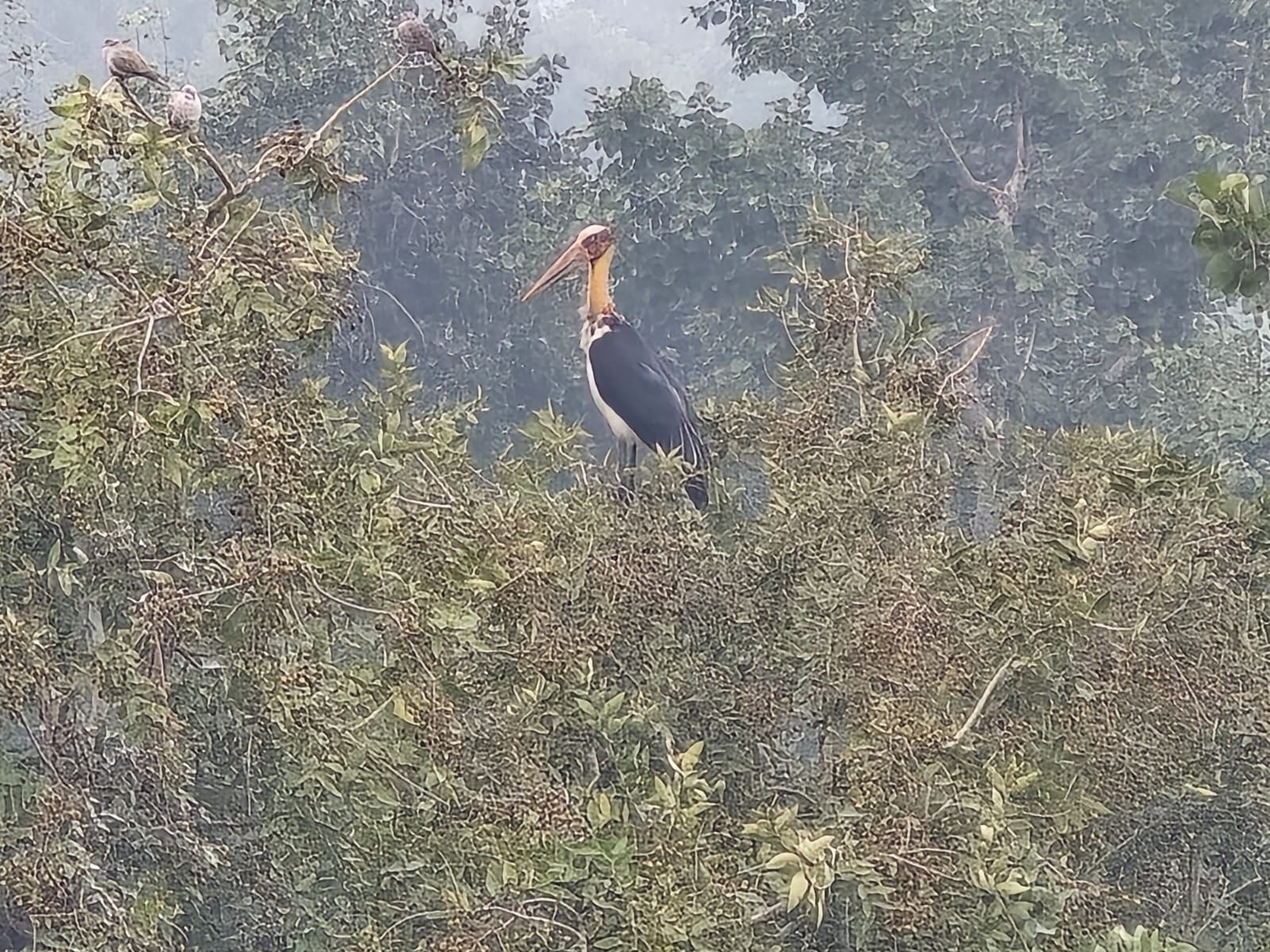 SOUTH FOREST DIVISION PANNA