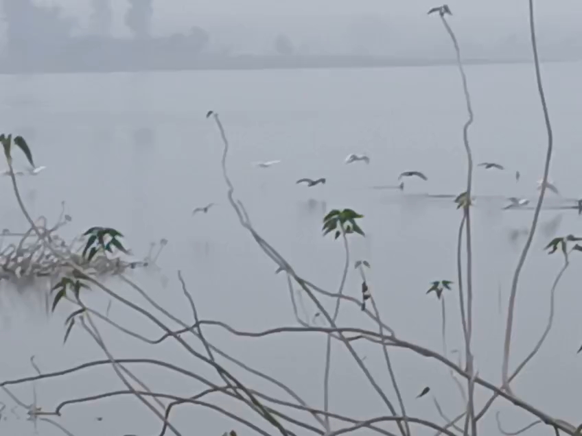 5400 WATER BIRDS COUNTED RESERVOIRS