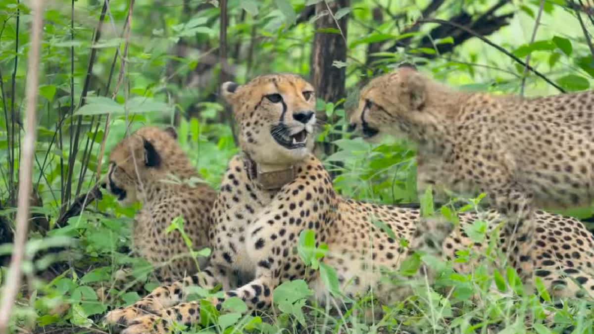 Madhya Pradesh To Get 8 Cheetahs From Botswana On February 28: CM Mohan Yadav