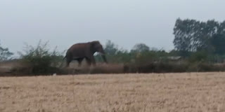 WILD ELEPHANT