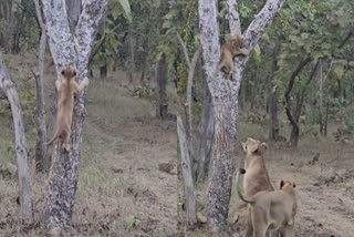 SASAN GIR FOREST SAFARI  LION CUB CLIMBING ON A TREE  LION CUB  LION CUB CLIMBS TREE VIDEO