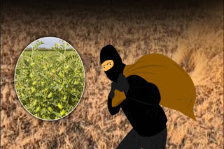 NARSINGHPUR THIEF STOLE GRAM CROP