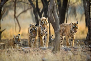 SIDHI TIGRESS T28 VIDEO