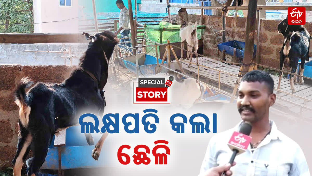 Bhubaneswar Goat Farming