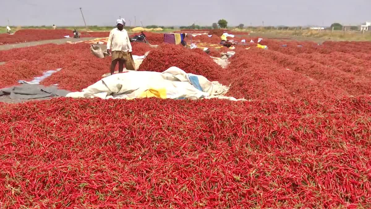 watch for Chilli Farmers Suffering Due to Price Fall Day to Day