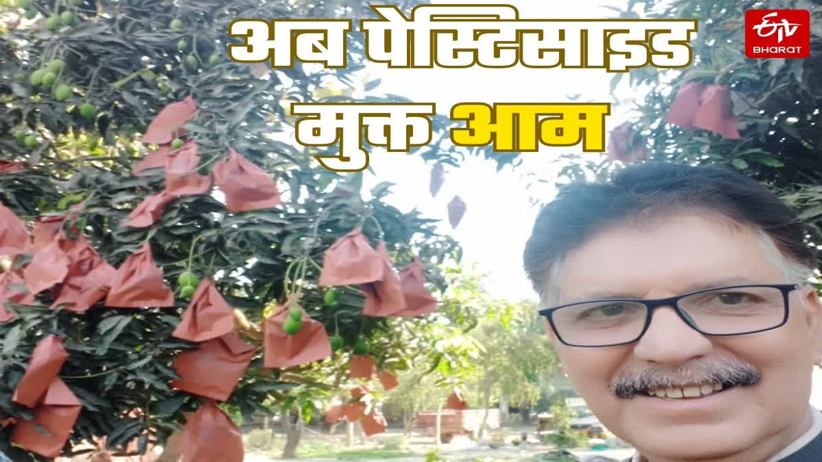 अब होगी पेस्टिसाइड मुक्त आम की पैदावार.
