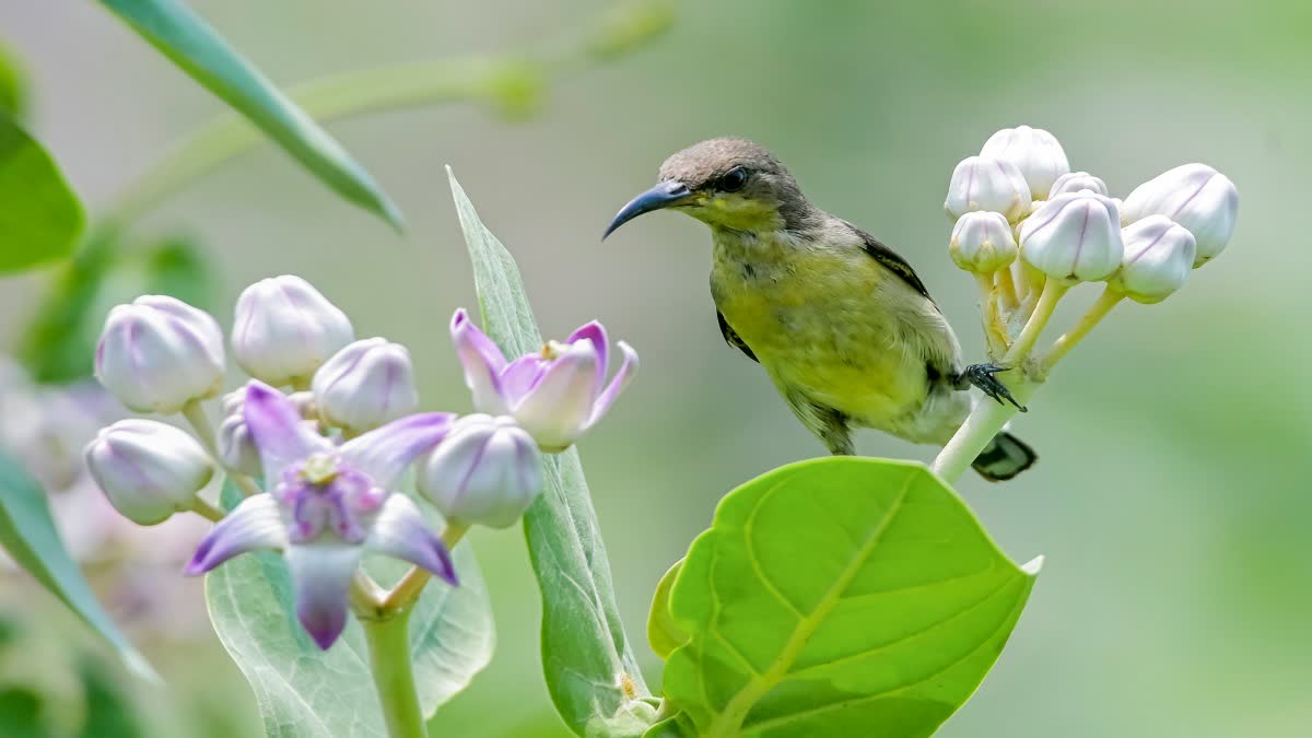 Bengal Weather Forecast