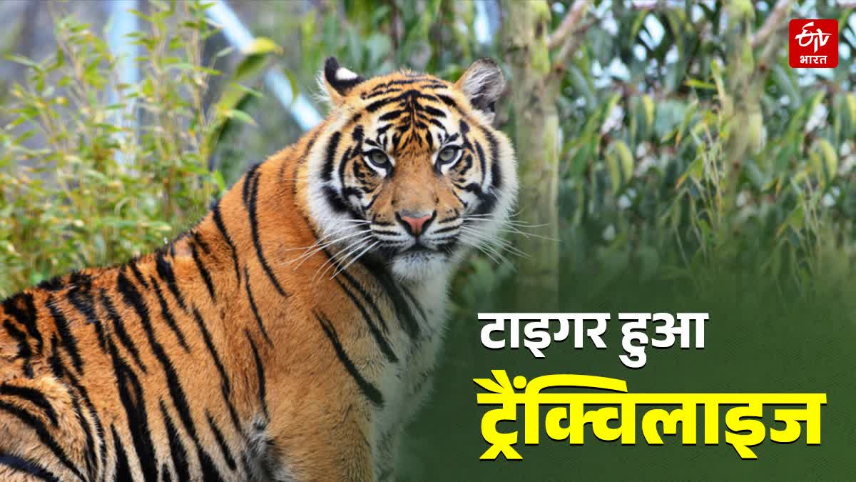 MAN EATER TIGER TRANQUILIZED