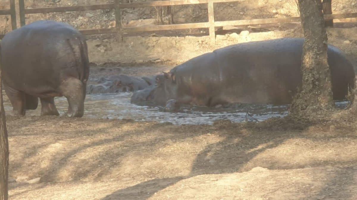 'रानी' ने दिया तीसरे बच्चे को जन्म