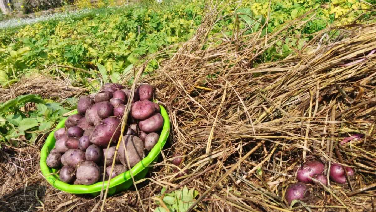 'Kufri Neelkanth' Helps In Stubble Management: Himachal Pradesh Farmers Grow Nutrient-Rich Potatoes