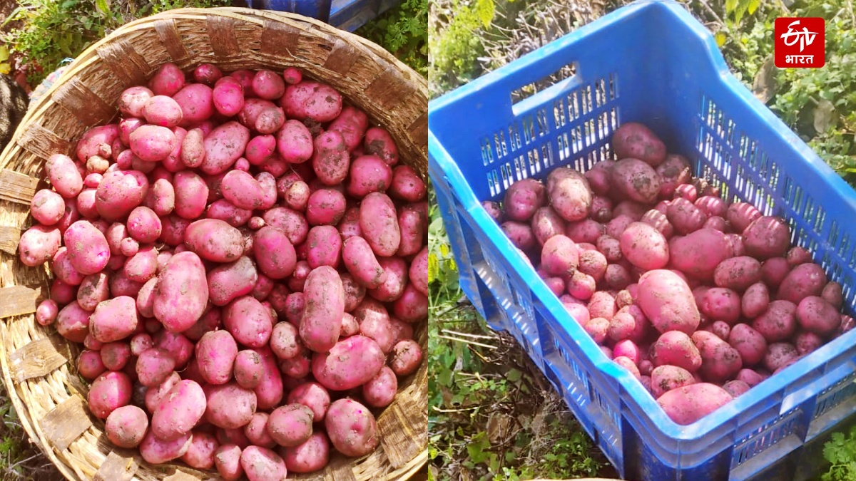 'Kufri Neelkanth' Helps In Stubble Management: Himachal Pradesh Farmers Grow Nutrient-Rich Potatoes