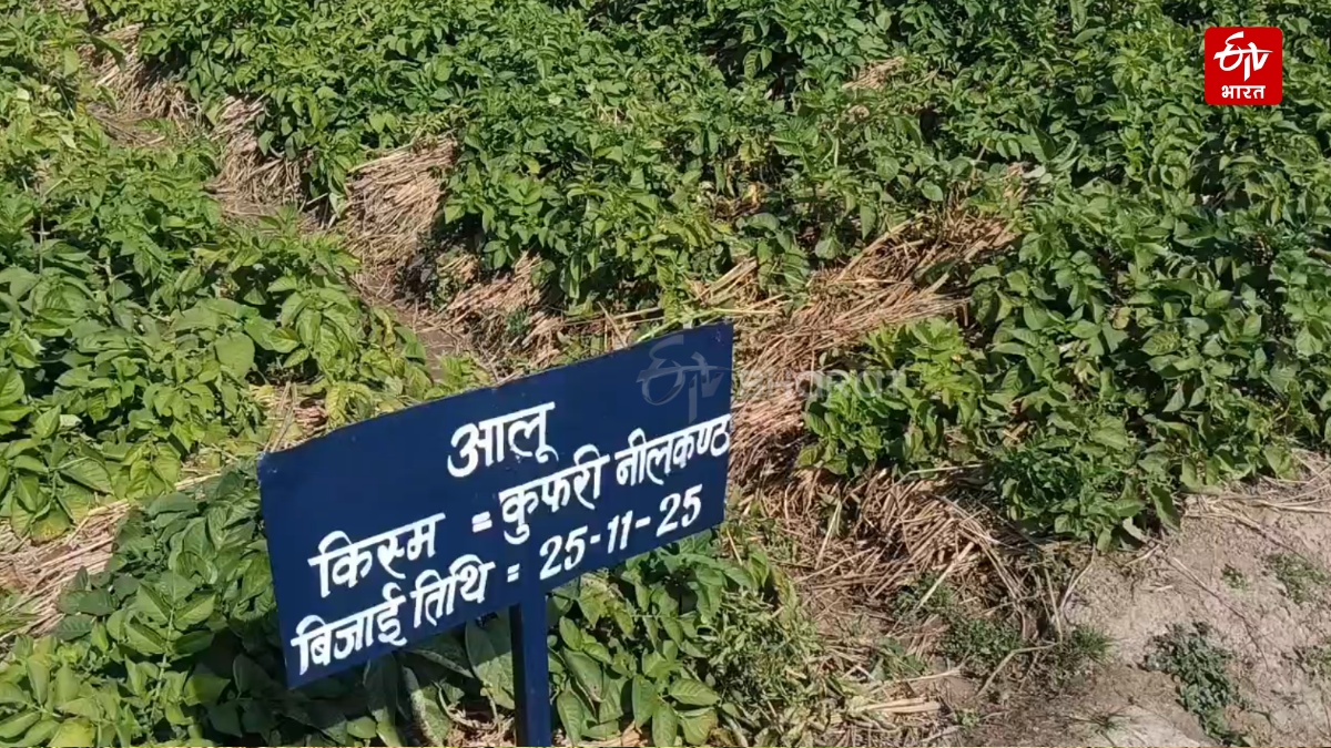 'Kufri Neelkanth' Helps In Stubble Management: Himachal Pradesh Farmers Grow Nutrient-Rich Potatoes