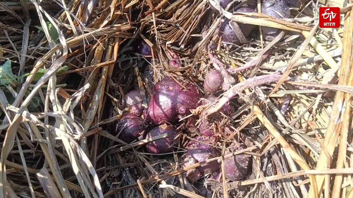 'Kufri Neelkanth' Helps In Stubble Management: Himachal Pradesh Farmers Grow Nutrient-Rich Potatoes