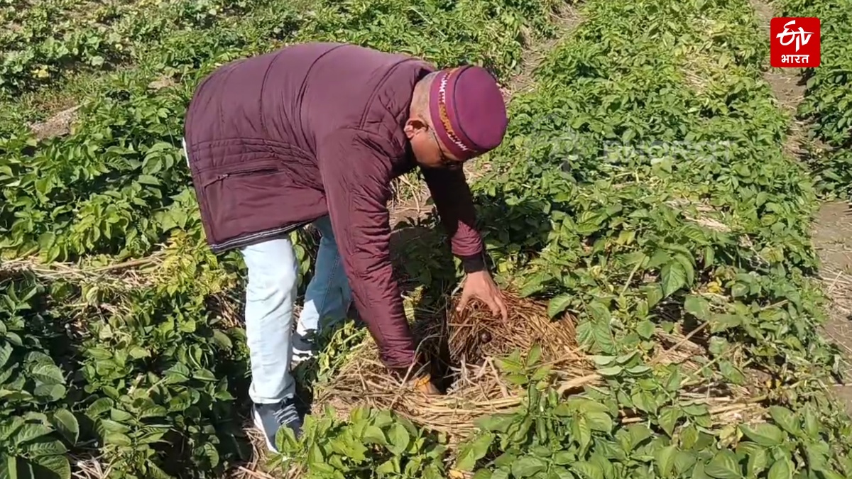'Kufri Neelkanth' Helps In Stubble Management: Himachal Pradesh Farmers Grow Nutrient-Rich Potatoes