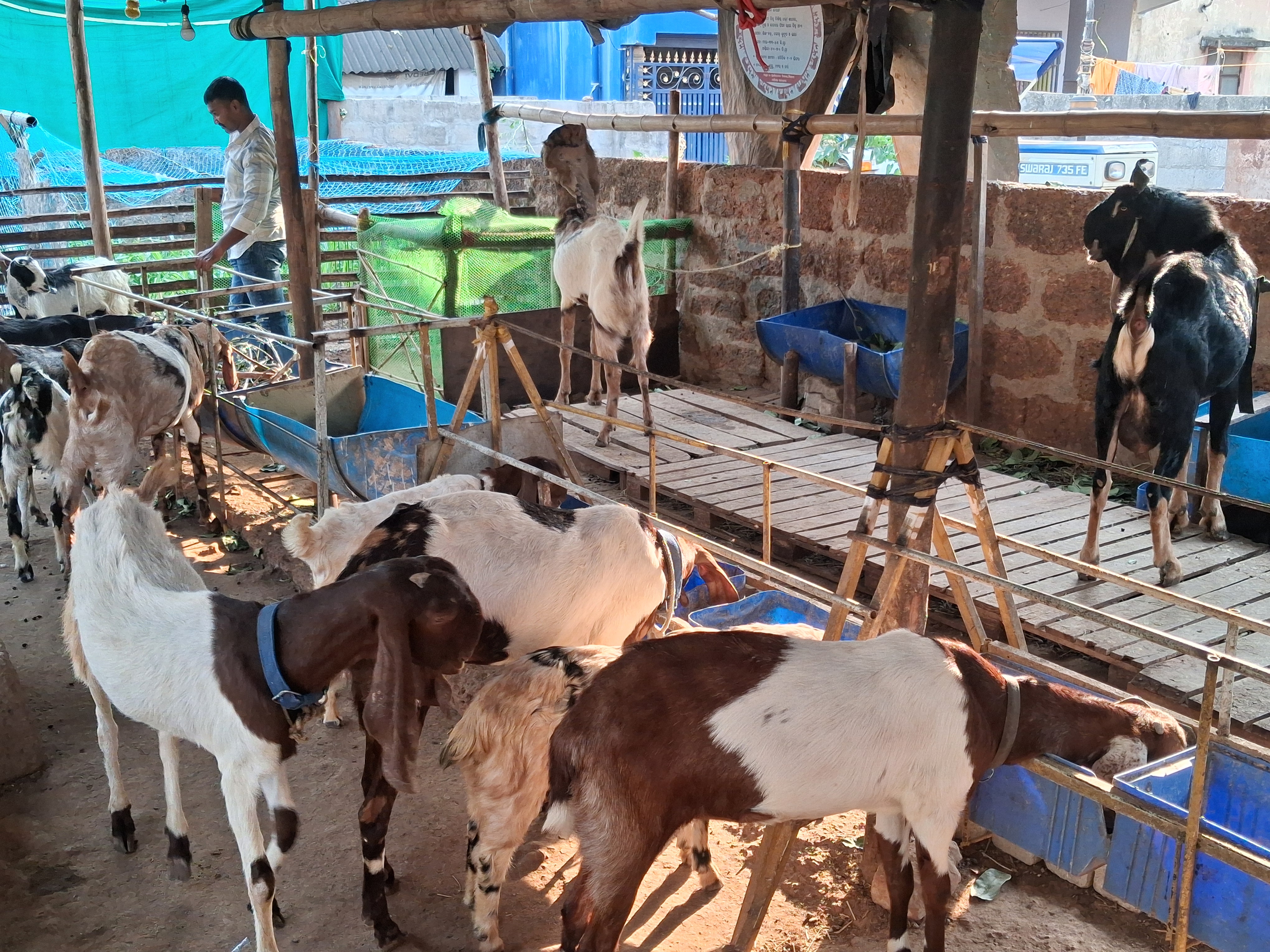 Bhubaneswar Goat Farming