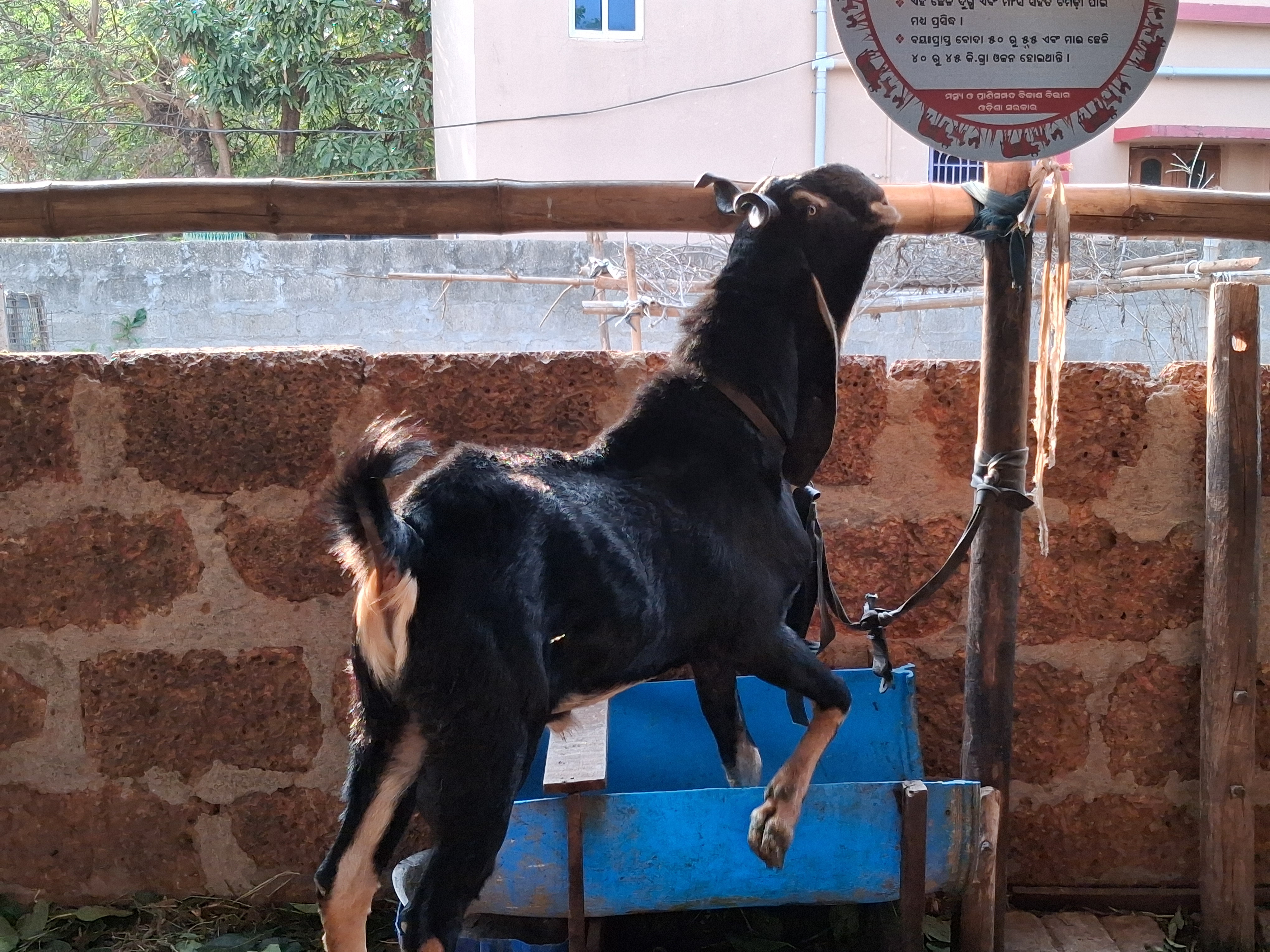 Goat Breeding Business