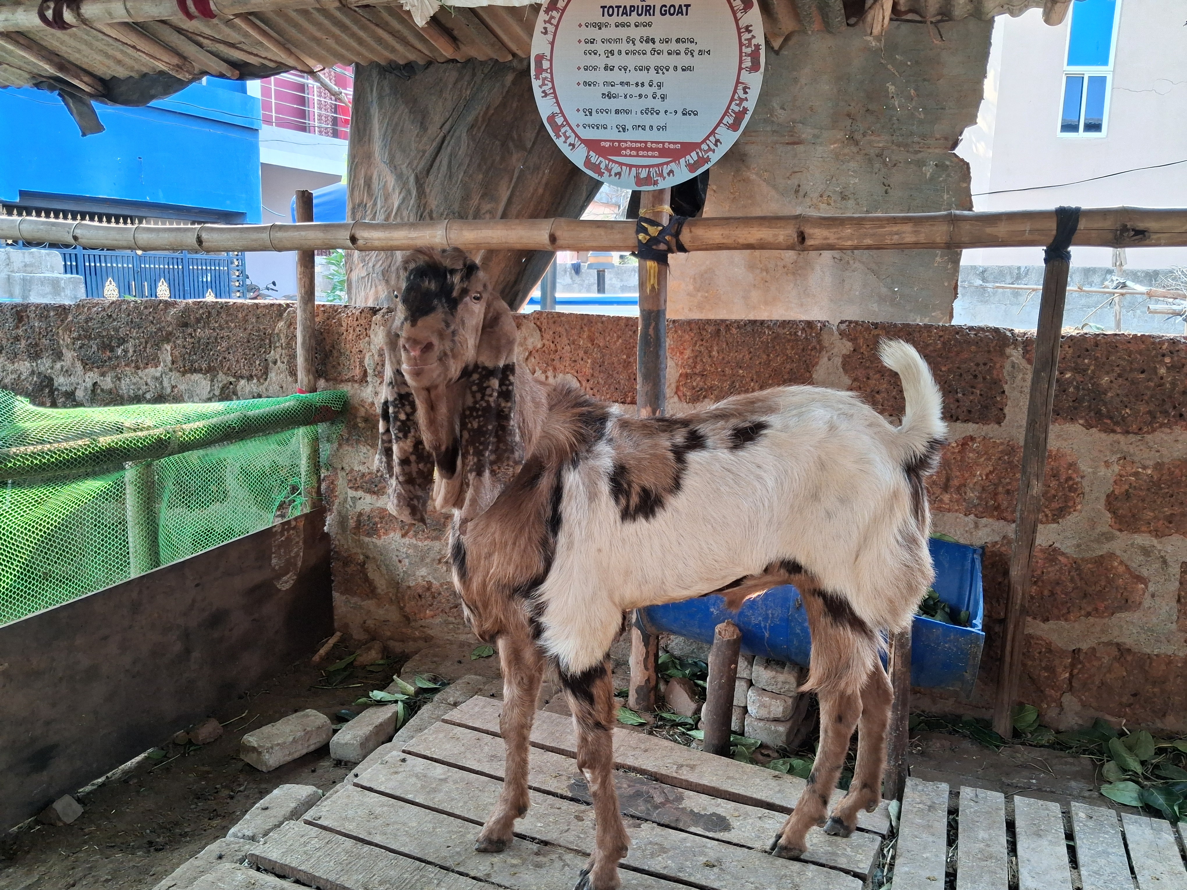 Bhubaneswar Goat Farming
