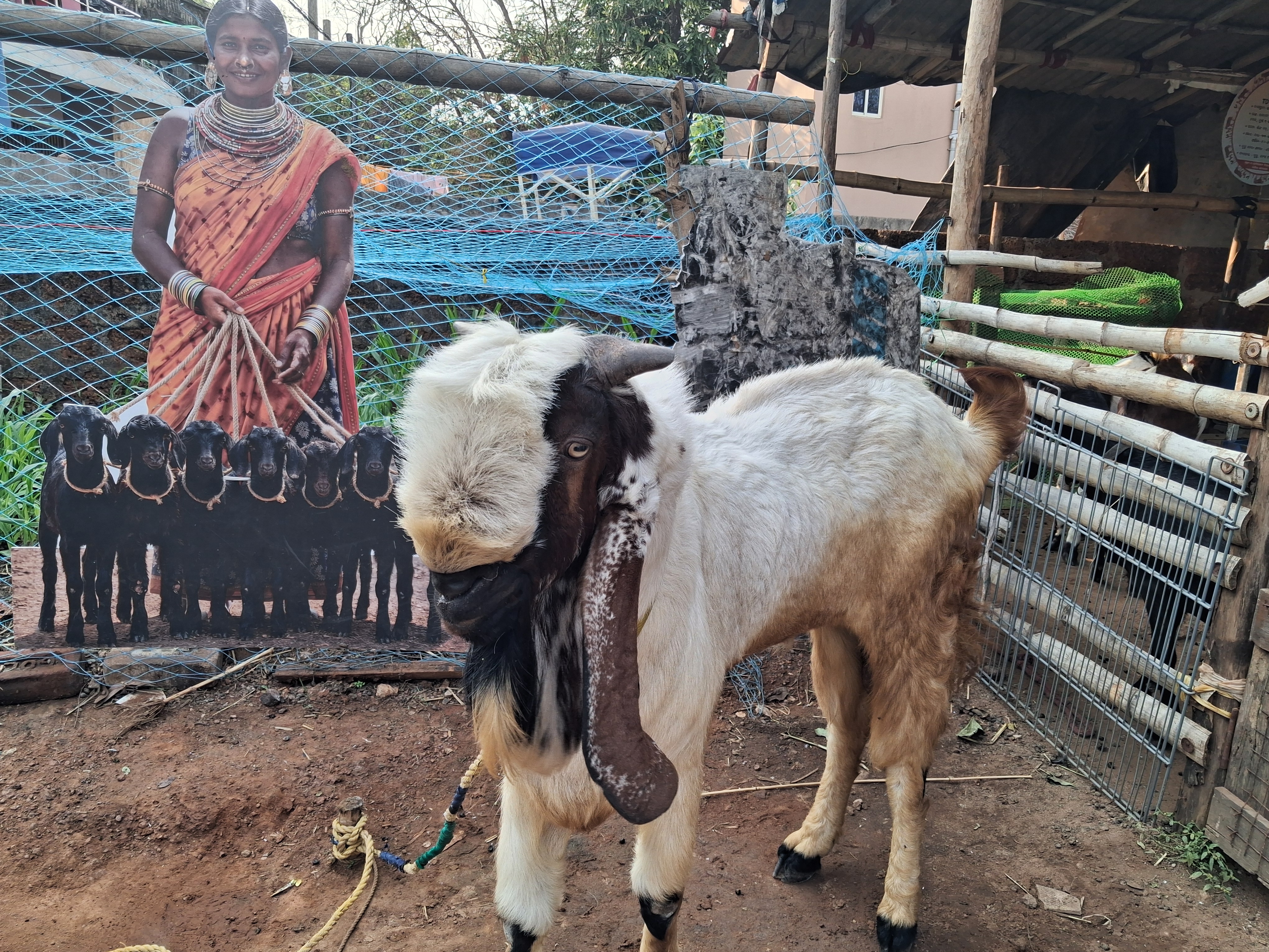 Goat Breeding Business