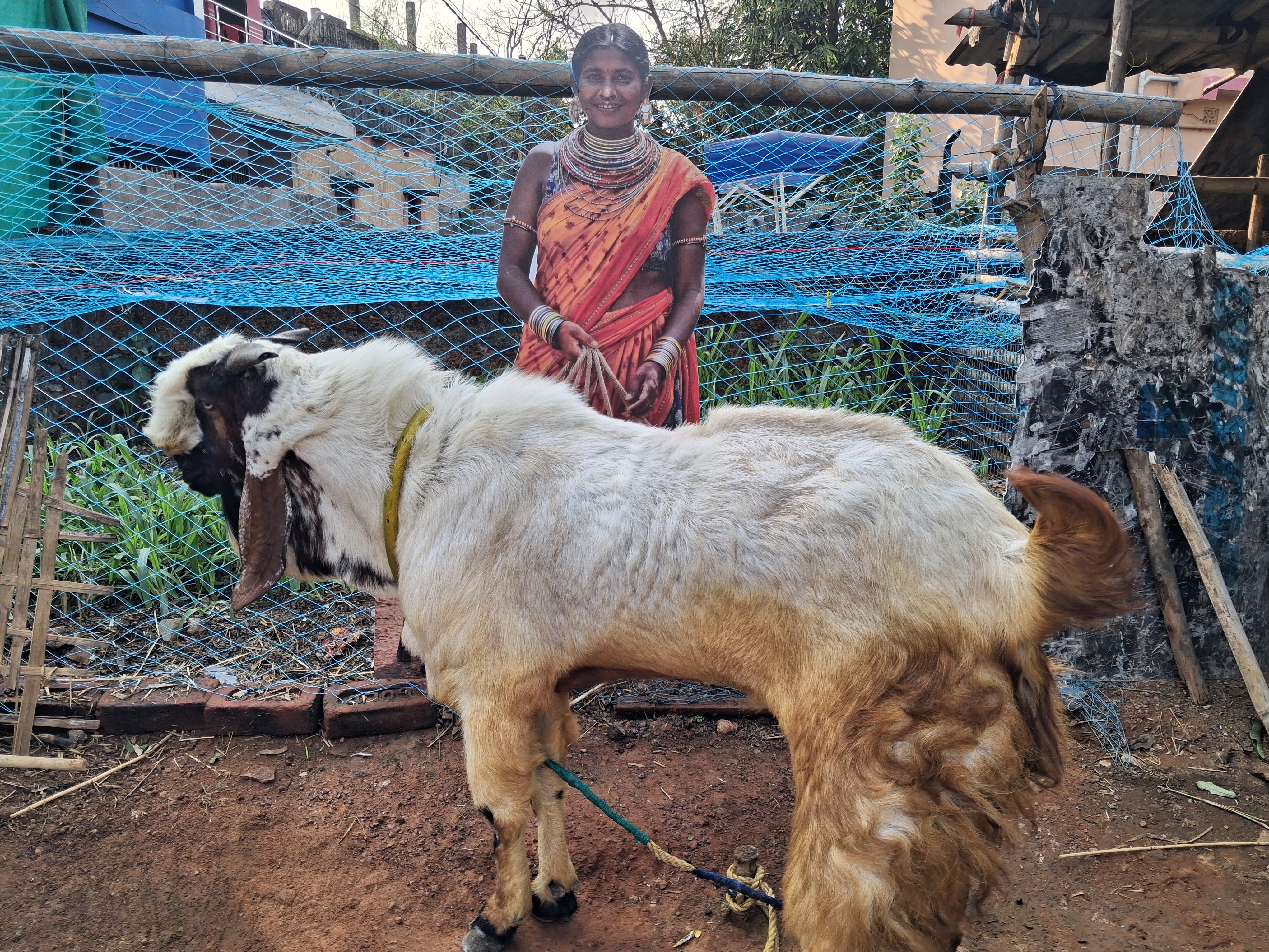 Goat Breeding Business