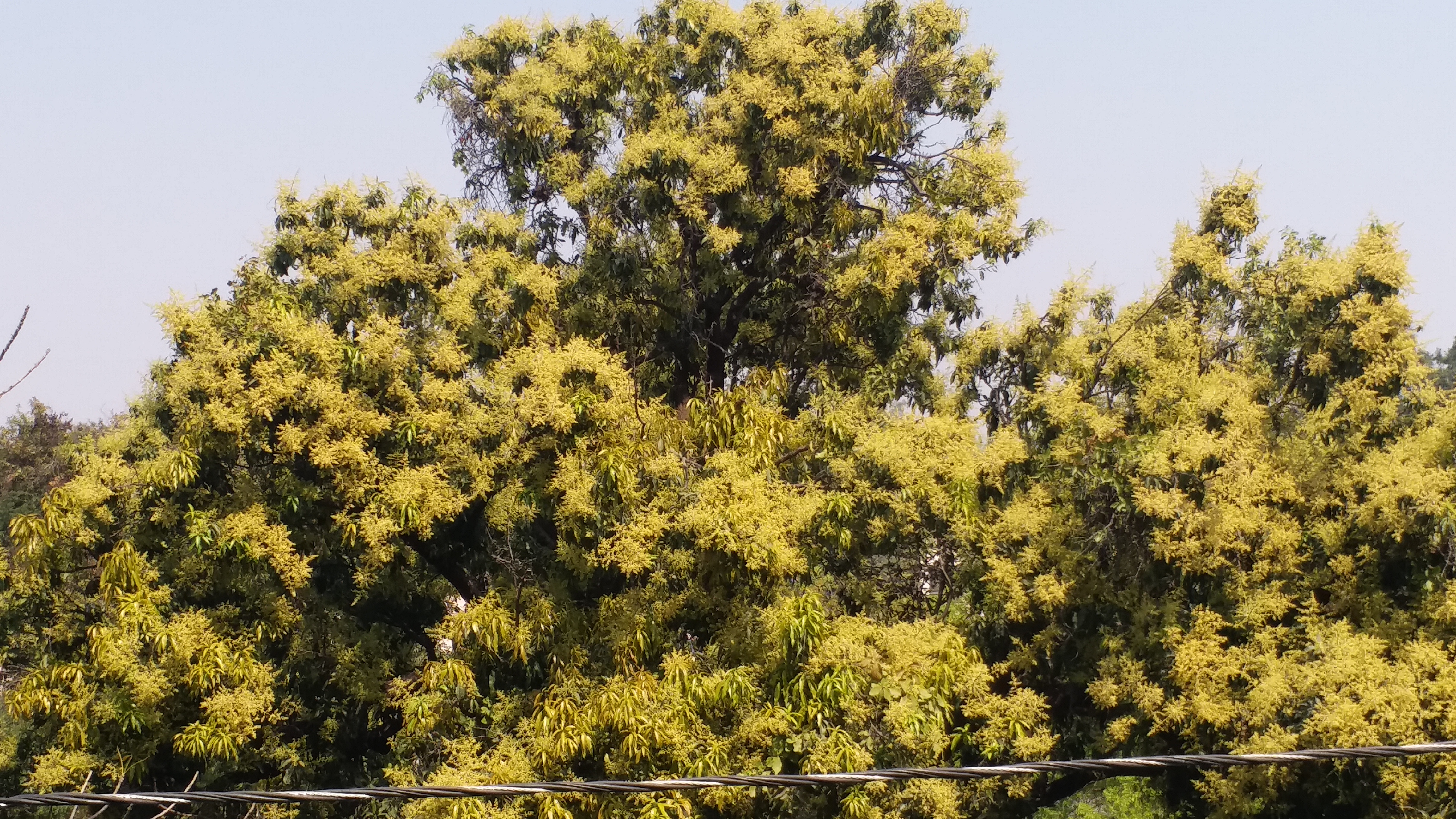 पेस्टिसाइड मुक्त आम उत्पादन की तैयारी.