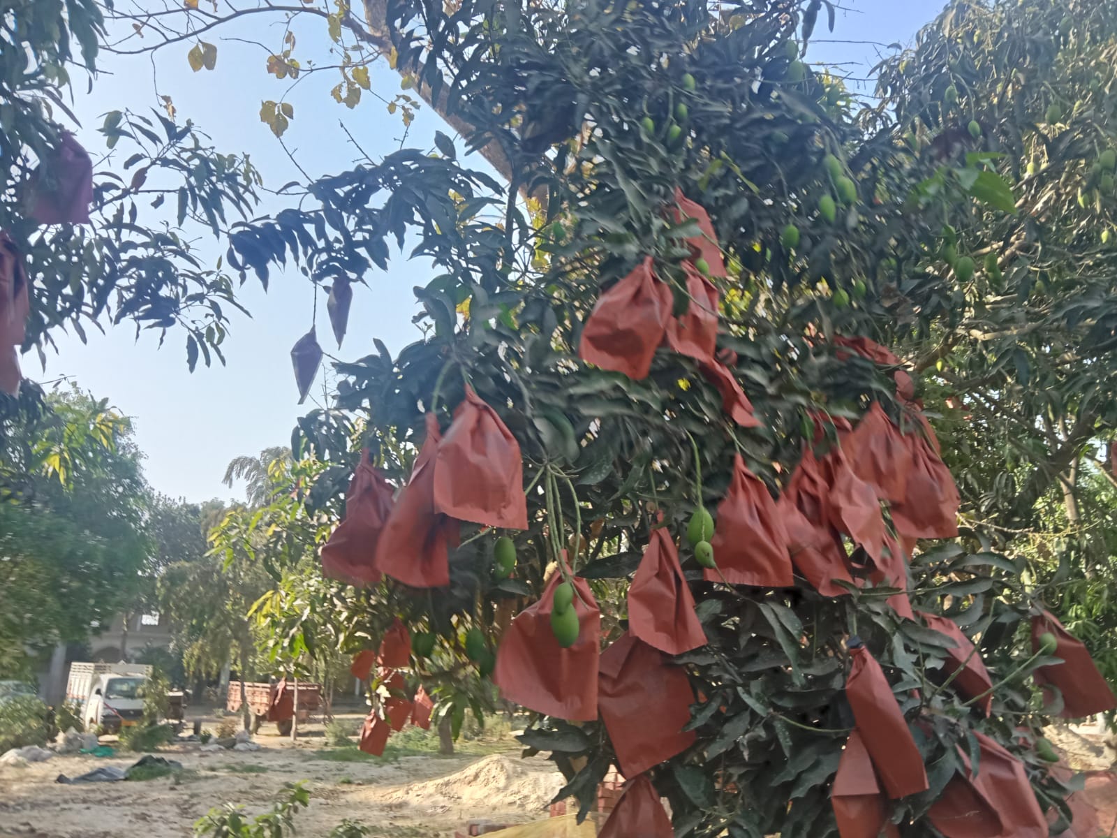 पेस्टिसाइड मुक्त आम उत्पादन की तैयारी.