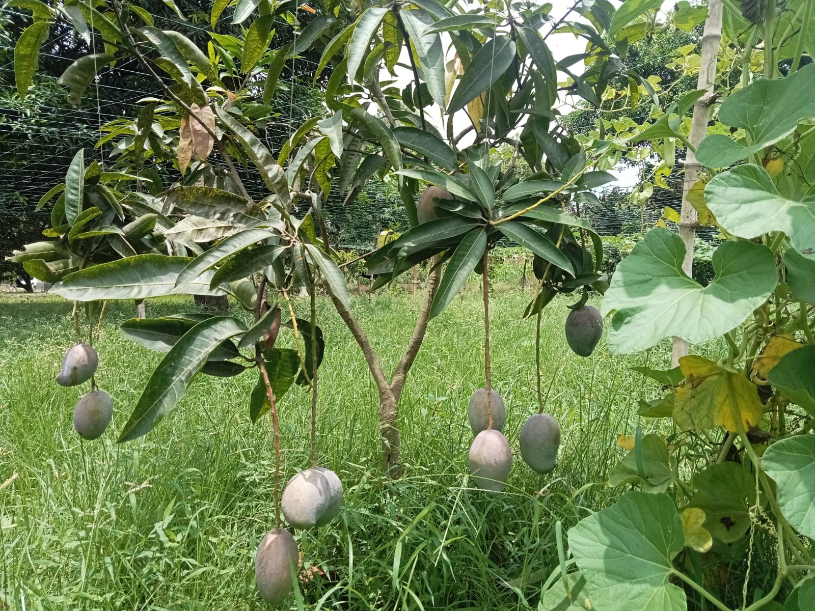 पेस्टिसाइड मुक्त आम उत्पादन की तैयारी.