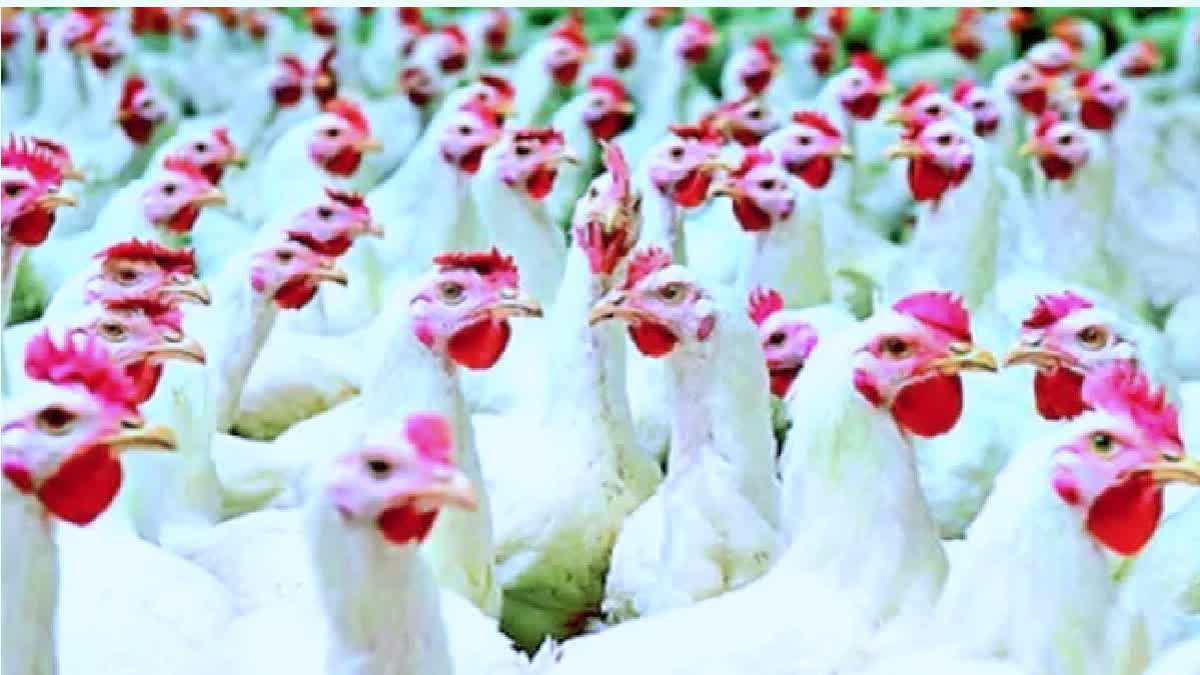 What Is Avian Influenza, A Bird Flu That Has Claimed Thousands Of Chickens And Can Transmit In Human Bodies What Is Avian Influenza, A Bird Flu