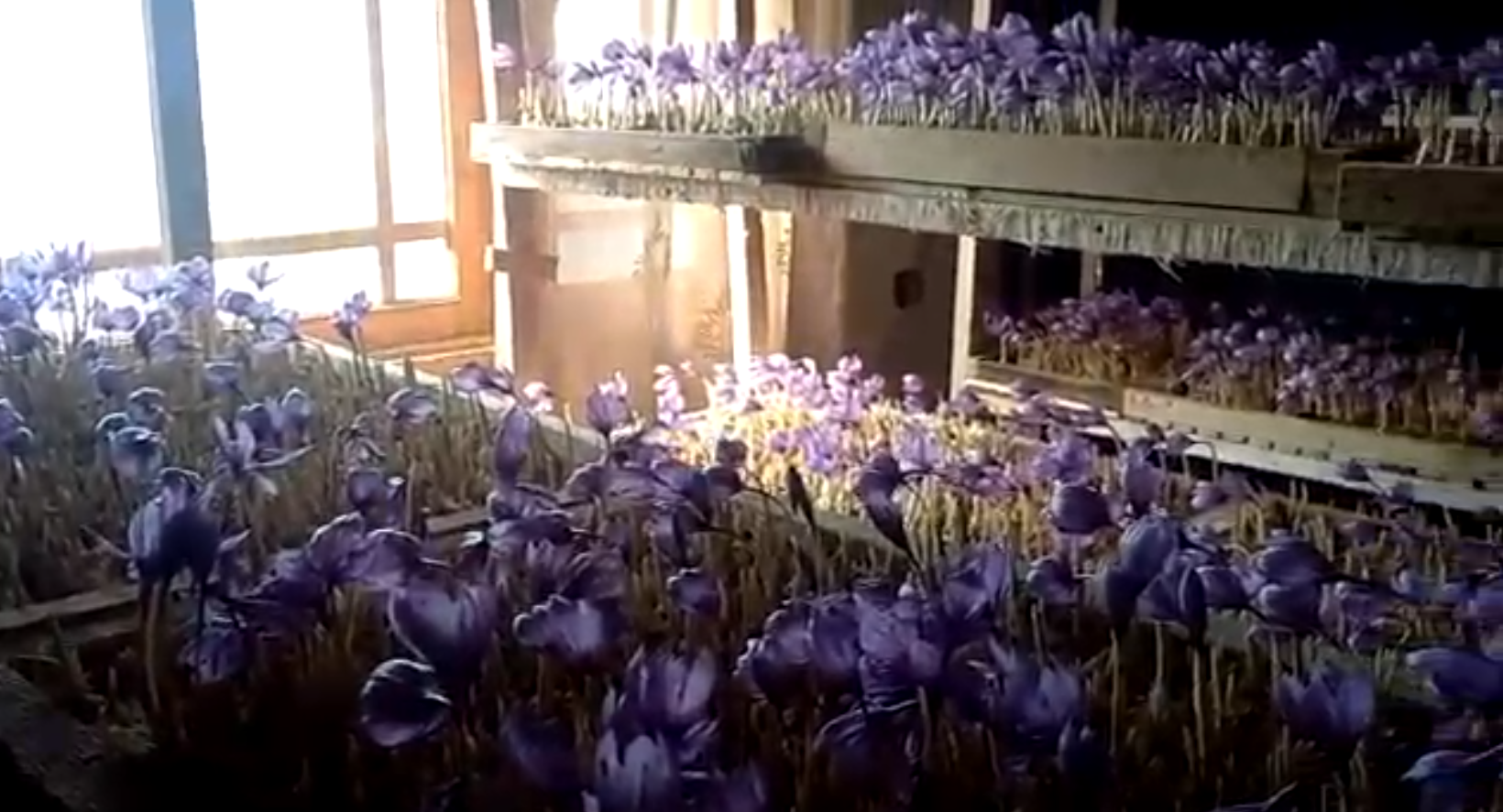 Saffron Farming Success Story Praveen Sindhu Navin Sindhu of Hisar Haryana became rich by growing saffron of Kashmir in their room