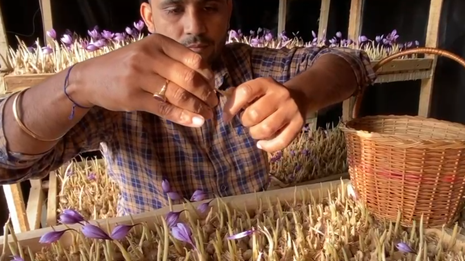 Saffron Farming Success Story Praveen Sindhu Navin Sindhu of Hisar Haryana became rich by growing saffron of Kashmir in their room
