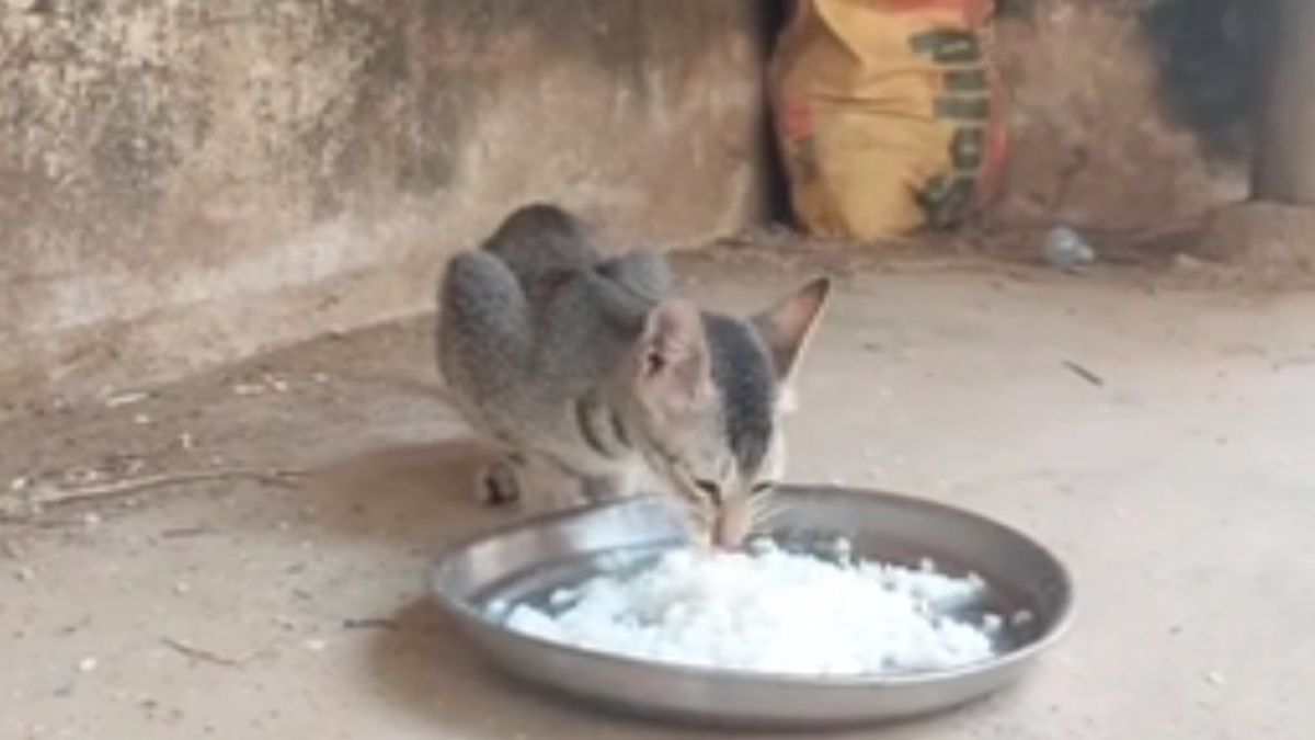 Bells & Meow: The Sacred Temple In Odisha's Kendrapara That Feeds And Shelters Cats