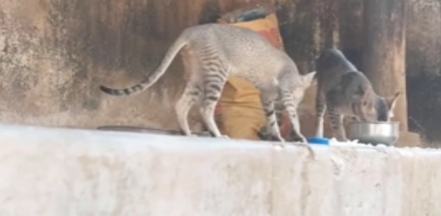Bells & Meow: The Sacred Temple In Odisha's Kendrapara That Feeds And Shelters Cats