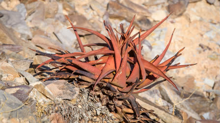 Red Aloe Vera is the All-Natural Superfood Your Skin Needs