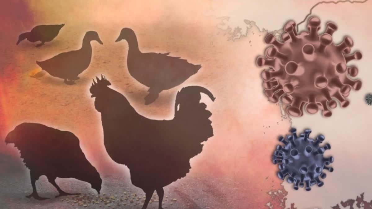 Avian Influenza