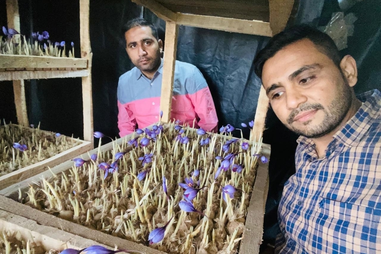 Hisar Saffron Farming Success Story Praveen Sindhu Navin Sindhu became rich by growing saffron in their room
