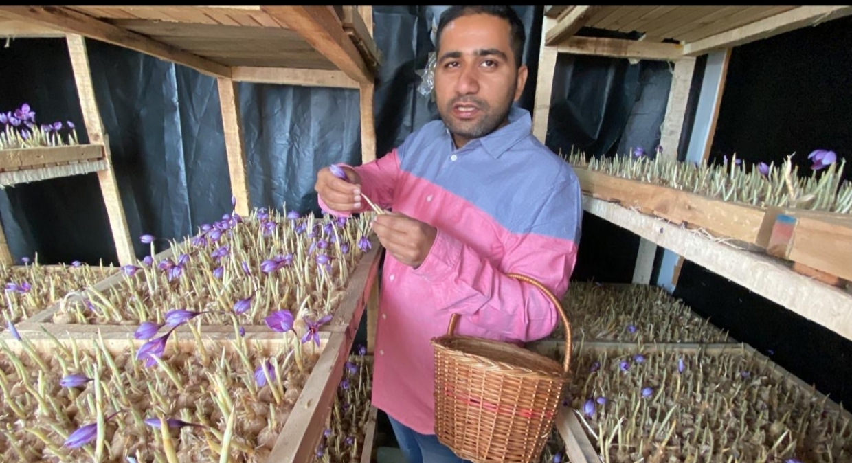 Hisar Saffron Farming Success Story Praveen Sindhu Navin Sindhu became rich by growing saffron in their room