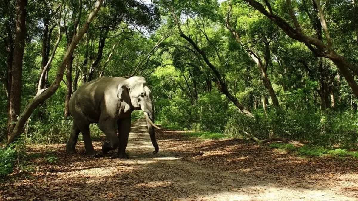 An elephant inside the Rajaji National Park in Uttarakhand