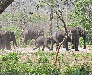 A herd of elephants inside the Rajaji National Park in Uttarakhand