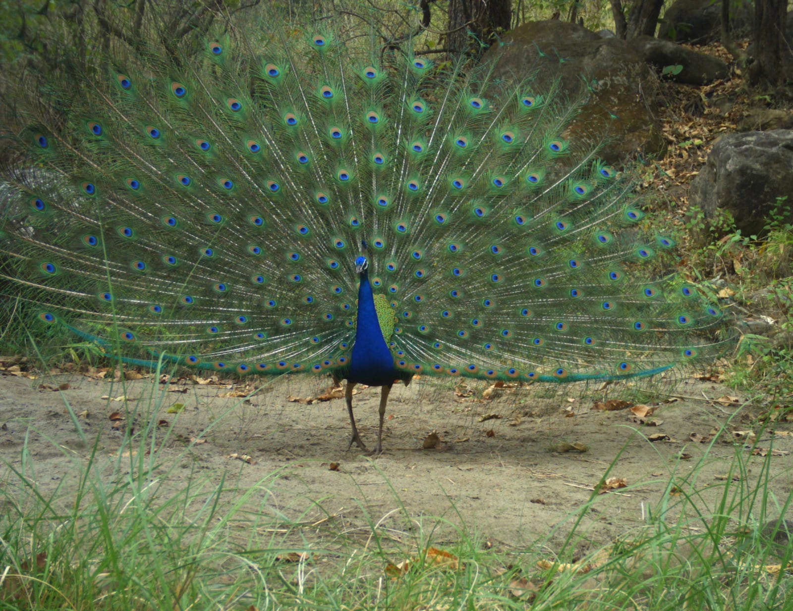 A peacock inside the Rajaji National Park in Uttarakhand