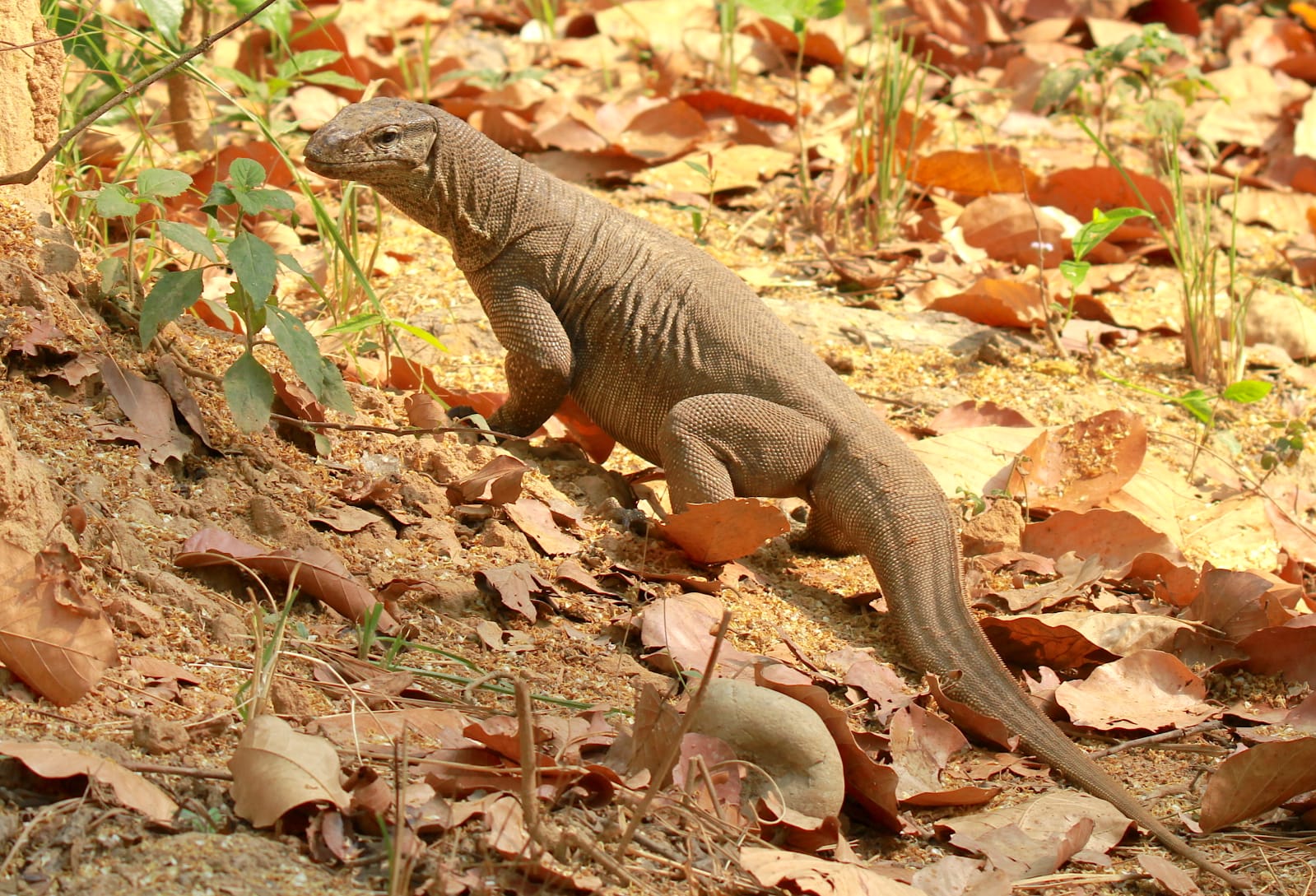 A monitor lizard inside the Rajaji National Park in Uttarakhand