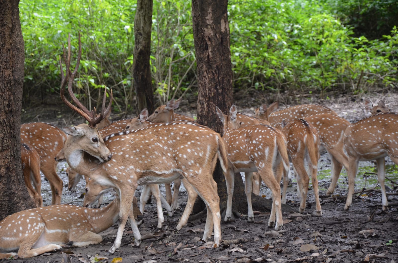 A herd of deer inside the Rajaji National Park in Uttarakhand